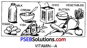 PSEB 10th Class Physical Education Solutions Chapter 2 Balanced Diet 1