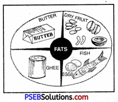 PSEB 10th Class Physical Education Solutions Chapter 2 Balanced Diet 14