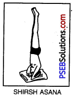 PSEB 10th Class Physical Education Solutions Chapter 3 Yoga 11