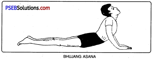 PSEB 10th Class Physical Education Solutions Chapter 3 Yoga 8