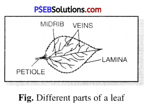 PSEB 6th Class Science Solutions Chapter 7 Getting to Know Plants 1