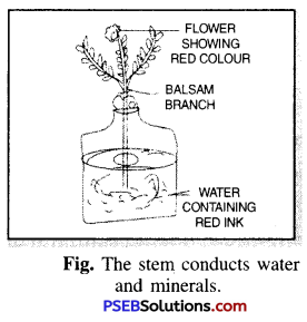 PSEB 6th Class Science Solutions Chapter 7 Getting to Know Plants 10