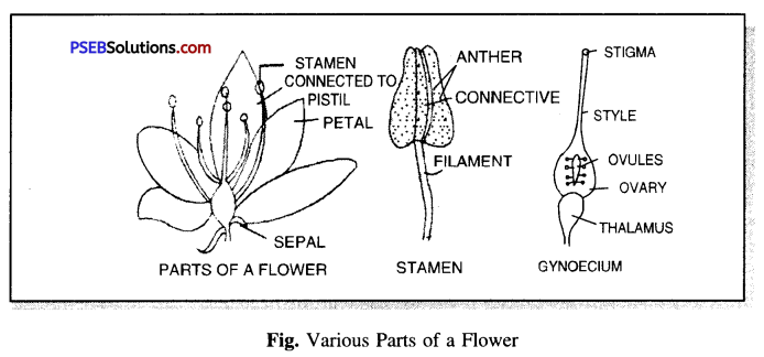 PSEB 6th Class Science Solutions Chapter 7 Getting to Know Plants 12