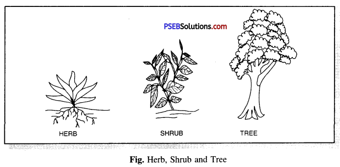 PSEB 6th Class Science Solutions Chapter 7 Getting to Know Plants 6
