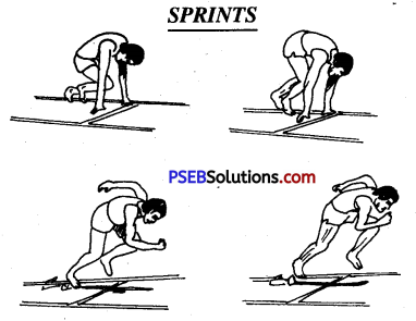 PSEB 10th Class Physical Education Solutions Athletics 3