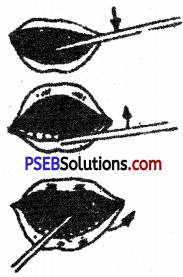 PSEB 6th Class Physical Education Solutions Chapter 1 Health 2