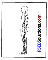 PSEB 7th Class Physical Education Solutions Chapter 3 Posture and Its Deformities 1