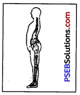 PSEB 7th Class Physical Education Solutions Chapter 3 Posture and Its Deformities 3