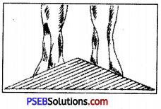 PSEB 7th Class Physical Education Solutions Chapter 3 Posture and Its Deformities 5