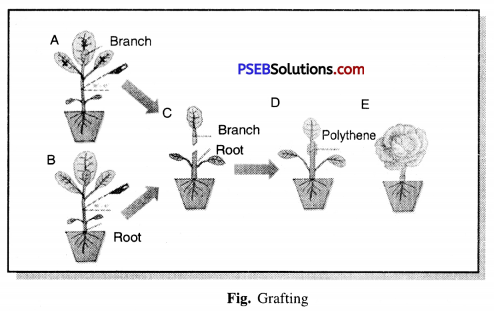 PSEB 7th Class Science Solutions Chapter 12 Reproduction in Plants 7