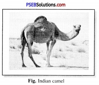 PSEB 7th Class Science Solutions Chapter 7 Weather, Climate and Adaptations  of Animals to Climate – PSEB Solutions