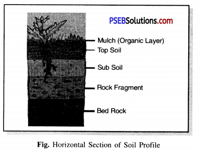 PSEB 7th Class Science Solutions Chapter 9 Soil 1