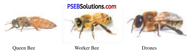 PSEB 8th Class Agriculture Solutions Chapter 6 BeeKeeping 1