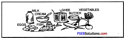 PSEB 8th Class Physical Education Solutions Chapter 3 Vitamins 1