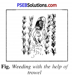 PSEB 8th Class Science Solutions Chapter 1 Crop Production and Management 12