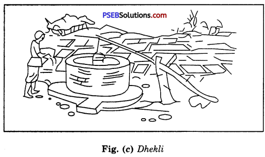 PSEB 8th Class Science Solutions Chapter 1 Crop Production and Management 17