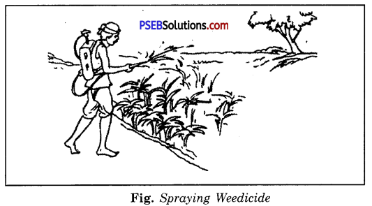PSEB 8th Class Science Solutions Chapter 1 Crop Production and Management 3