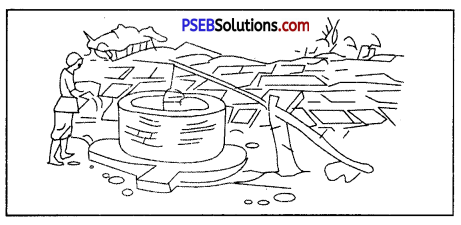PSEB 8th Class Science Solutions Chapter 1 Crop Production and Management 9