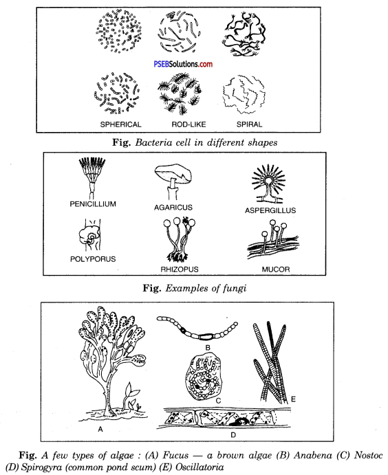 PSEB 8th Class Science Solutions Chapter 2 Microorganisms Friend and Foe 9