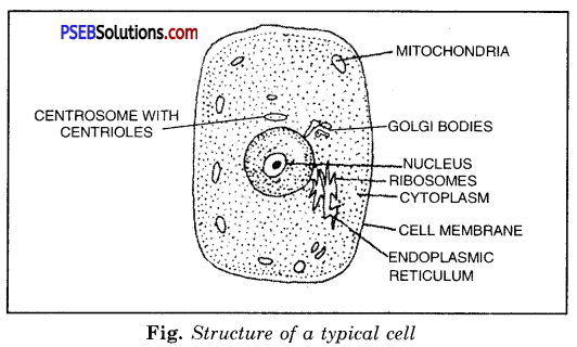 PSEB 8th Class Science Solutions Chapter 8 Cell Structure and Functions 12