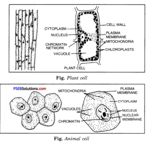 PSEB 8th Class Science Solutions Chapter 8 Cell Structure and Functions ...