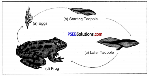 PSEB 8th Class Science Solutions Chapter 9 Reproduction in Animals 9