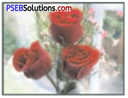 PSEB 9th Class Agriculture Solutions Chapter 3 Flower Cultivation Img 2