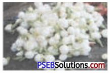 PSEB 9th Class Agriculture Solutions Chapter 3 Flower Cultivation Img 5