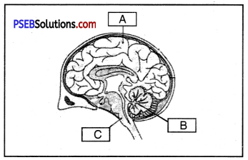 PSEB 10th Class Science Important Questions Chapter 7 Control and Coordination 8
