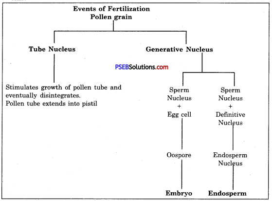 PSEB 10th Class Science Important Questions Chapter 8 How do Organisms Reproduce 15
