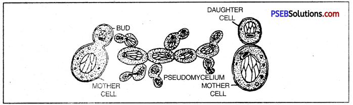 PSEB 10th Class Science Important Questions Chapter 8 How do Organisms Reproduce 7