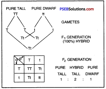 PSEB 10th Class Science Important Questions Chapter 9 Heredity and Evolution 4