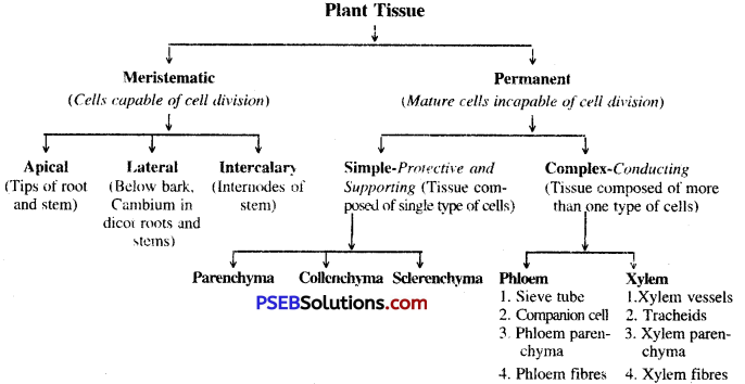 PSEB 9th Class Science Important Questions Chapter 6 Tissues 5