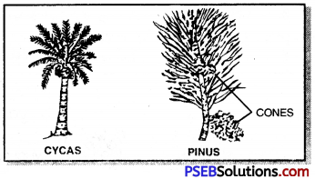 PSEB 9th Class Science Important Questions Chapter 7 Diversity in Living Organisms 1