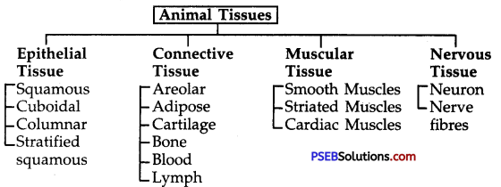 PSEB 9th Class Science Notes Chapter 6 Tissues – PSEB Solutions