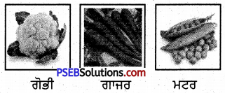 PSEB 5th Class Punjabi Solutions Chapter 10 ਸਾਡੀਆਂ ਸਬਜ਼ੀਆਂ 3