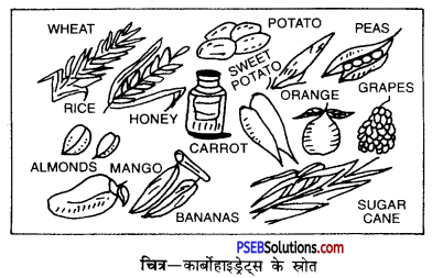 PSEB 10th Class Home Science Solutions Chapter 7 सन्तुलित भोजन 1