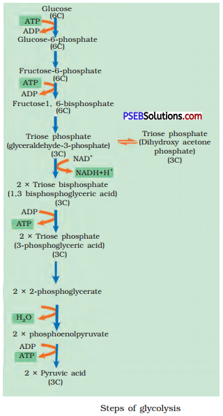 PSEB 11th Class Biology Solutions Chapter 14 Respiration in Plants 1