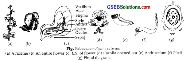 PSEB 11th Class Biology Solutions Chapter 5 Morphology of Flowering Plants 3