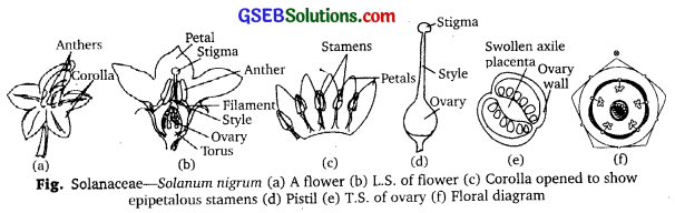 PSEB 11th Class Biology Solutions Chapter 5 Morphology of Flowering Plants 6