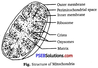 PSEB 11th Class Biology Solutions Chapter 8 Cell The Unit of Life 1