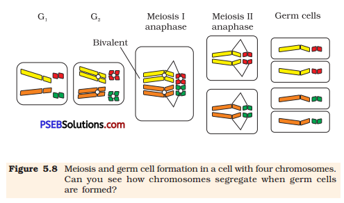 PSEB 12th Class Biology Important Questions Chapter 5 Principles of Inheritance and Variation 2