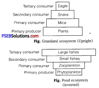 PSEB 12th Class Biology Solutions Chapter 14 Ecosystem 2