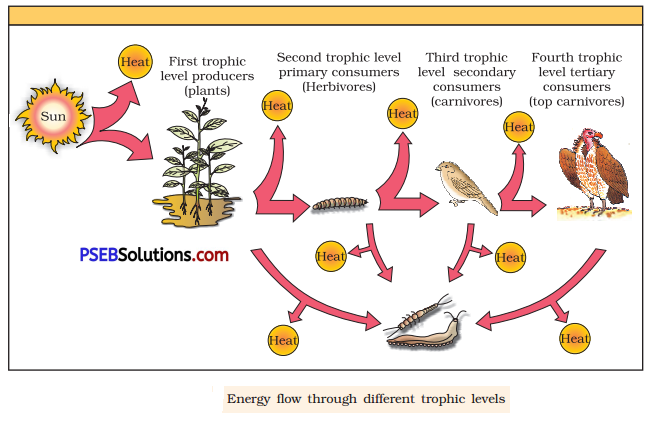 PSEB 12th Class Biology Solutions Chapter 14 Ecosystem 3