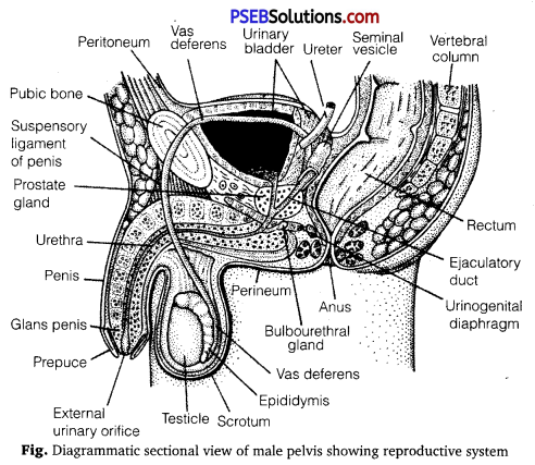 PSEB 12th Class Biology Solutions Chapter 3 Human Reproduction 1