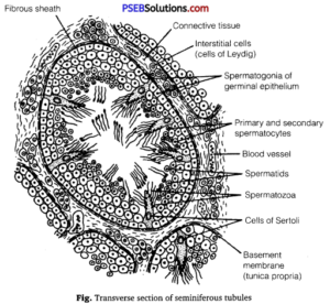 PSEB 12th Class Biology Solutions Chapter 3 Human Reproduction – PSEB ...