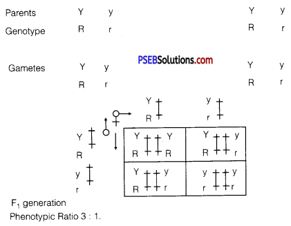 PSEB 12th Class Biology Solutions Chapter 5 Principles of Inheritance and Variation 6