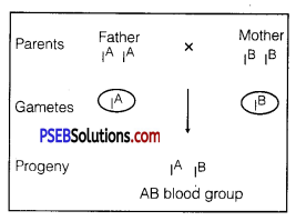 PSEB 12th Class Biology Solutions Chapter 5 Principles of Inheritance and Variation 8