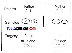 PSEB 12th Class Biology Solutions Chapter 5 Principles of Inheritance and Variation 9