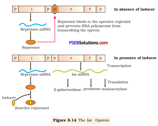 PSEB 12th Class Biology Solutions Chapter 6 Molecular Basis of Inheritance 3